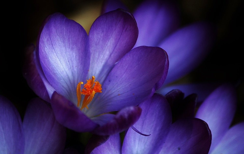 Flowers flower spring