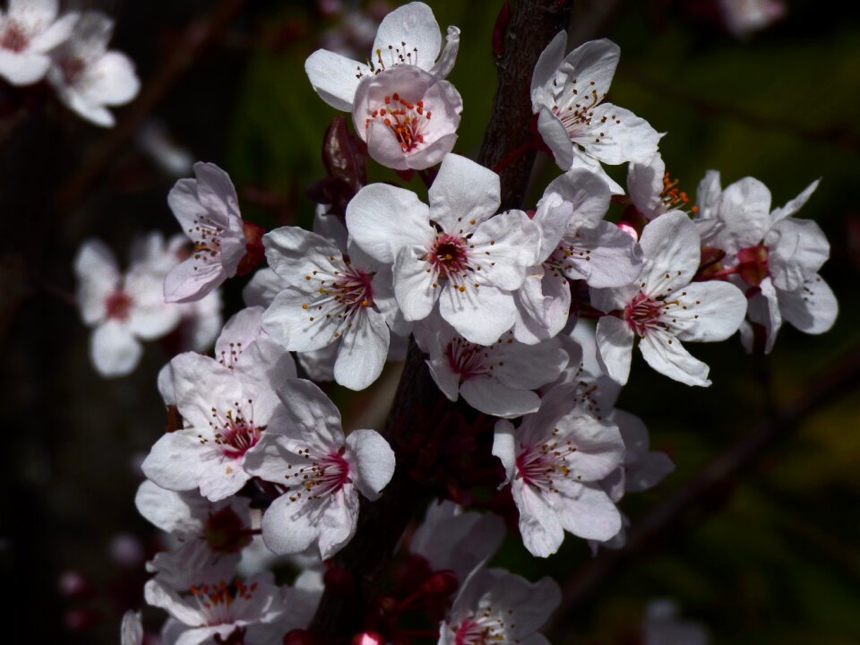 Blossom branch bloom
