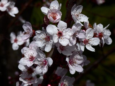 Blossom branch bloom photo