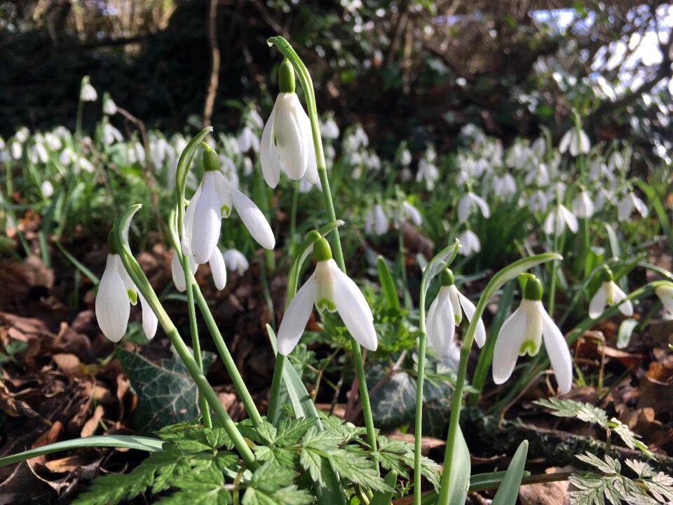 White garden floral
