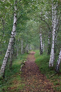 Forest path promenade nature photo