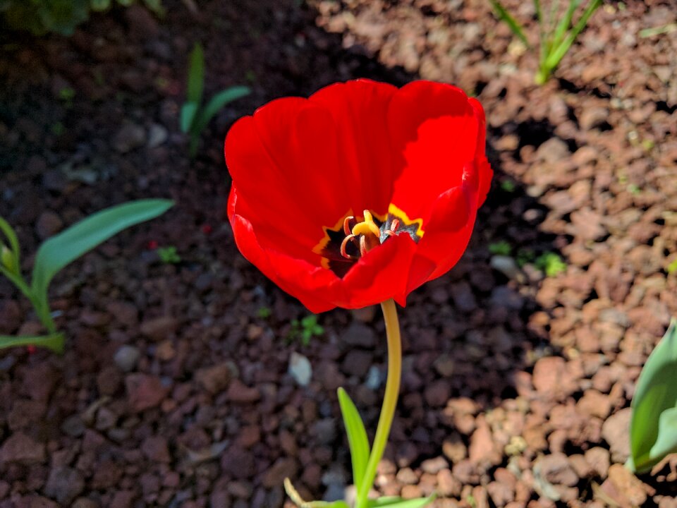 Flower nature