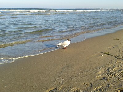 Sand coast gull