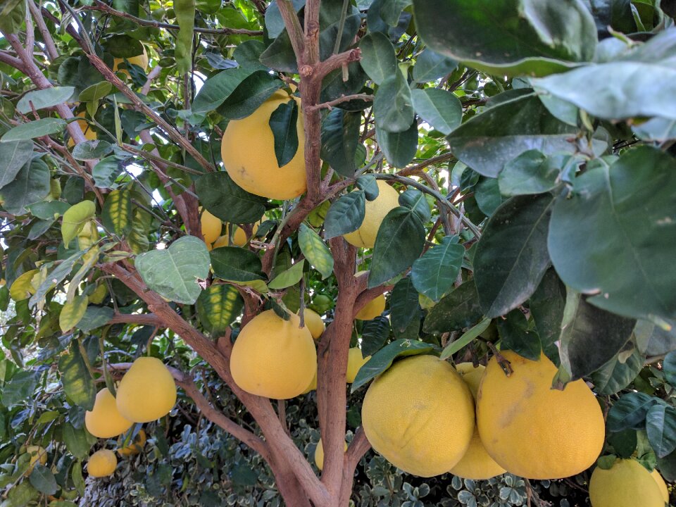 Plants nature