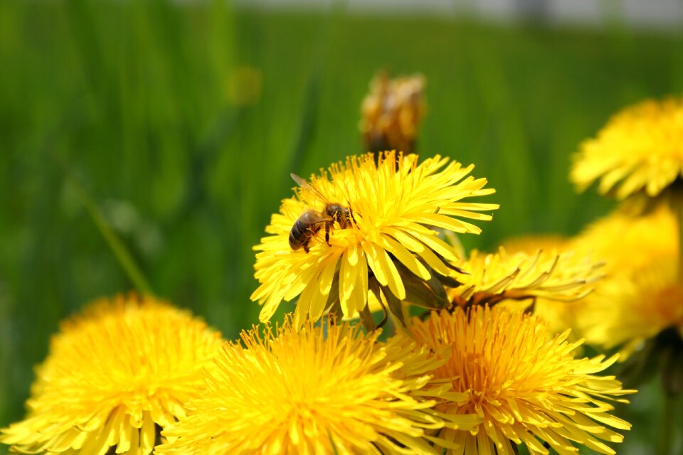 Bee yellow nature