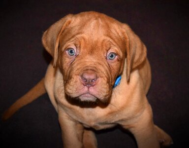Adorable cute french mastiff