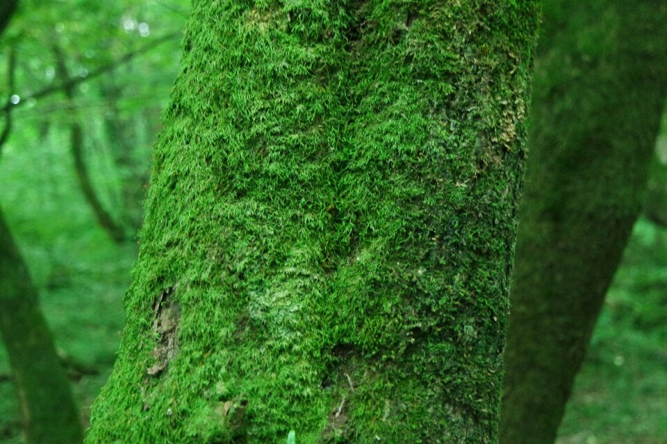 Wood moss forest