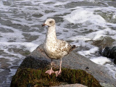 Water bird water beach