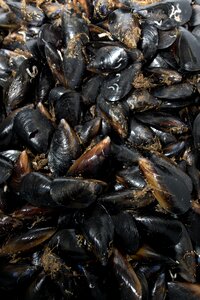 Fresh shellfish food