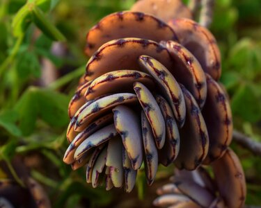 Flower flora