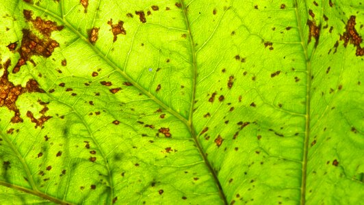 Foliage green green leaf