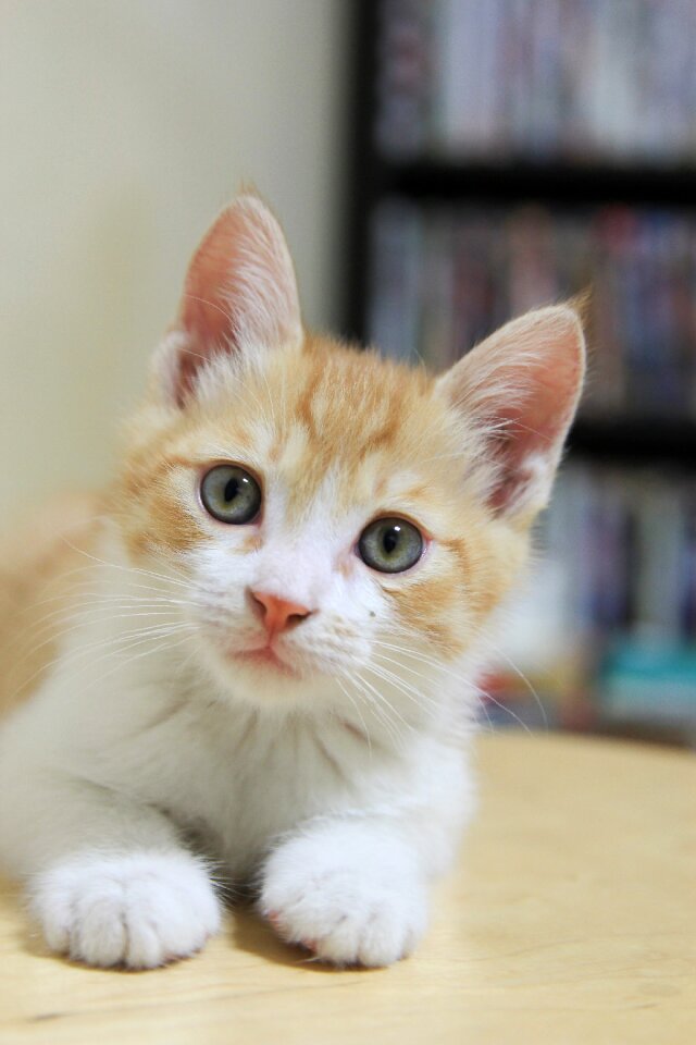 Cat baby cats Free photos