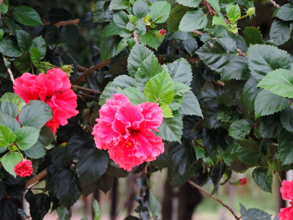 Flower nature red flower