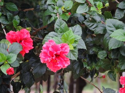 Flower nature red flower
