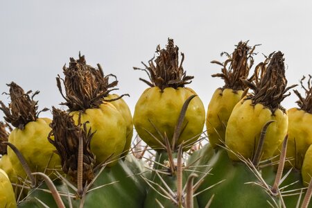 Thorns nature plant
