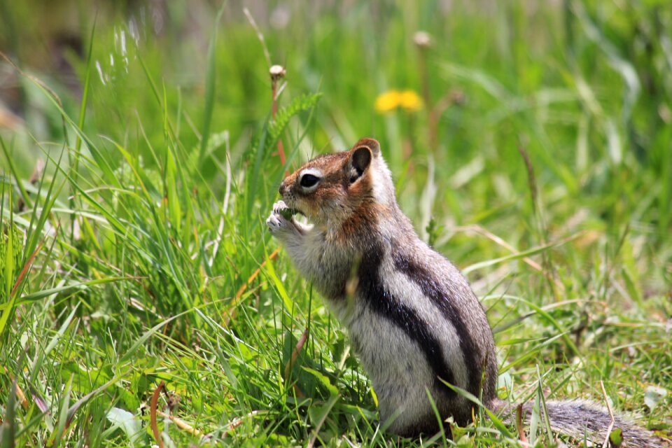 Chipmunk canada nature