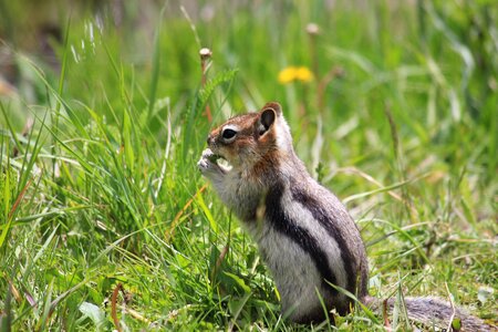 Chipmunk canada nature