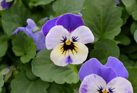 Blossom bloom plant