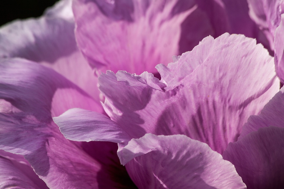 Flora spring blossom