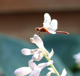 Darter flower bud photo