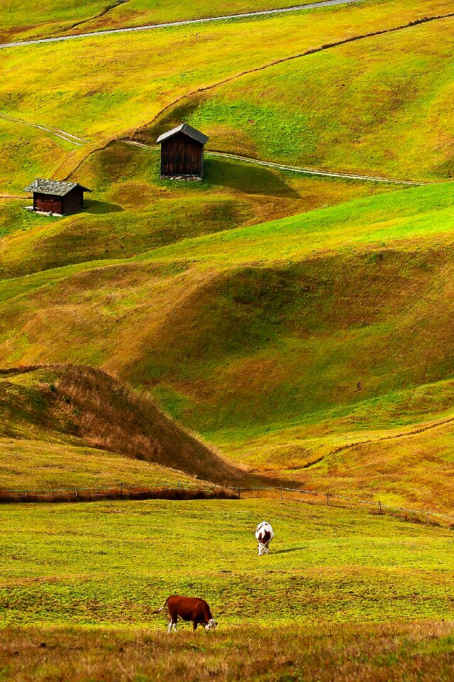 Animal grass nature
