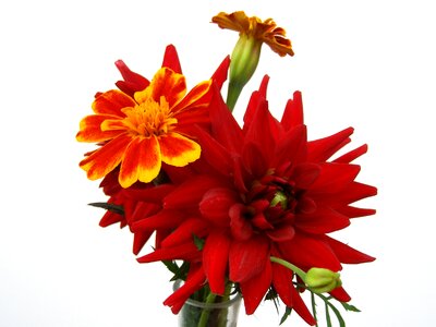 Bouquet as lien tangetes
