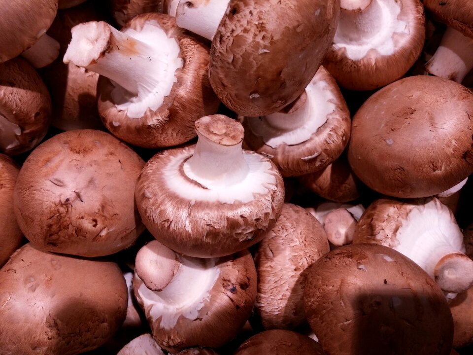 Mushroom cute autumn