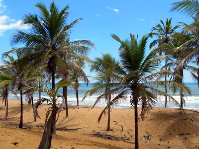 Cocoteraie dunes vegetation