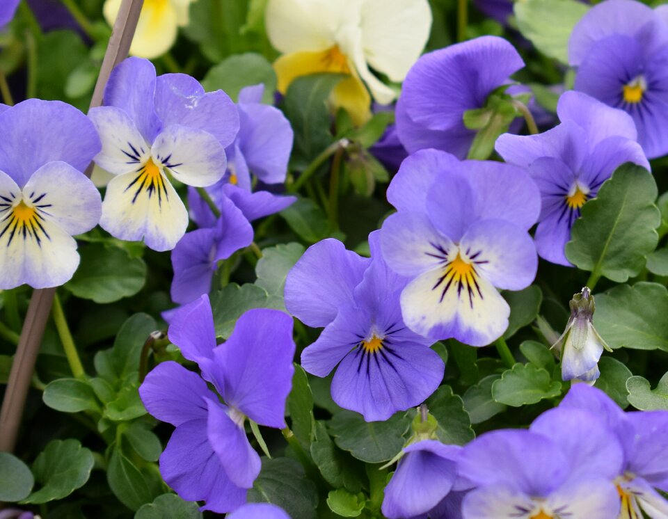 Blossom bloom plant