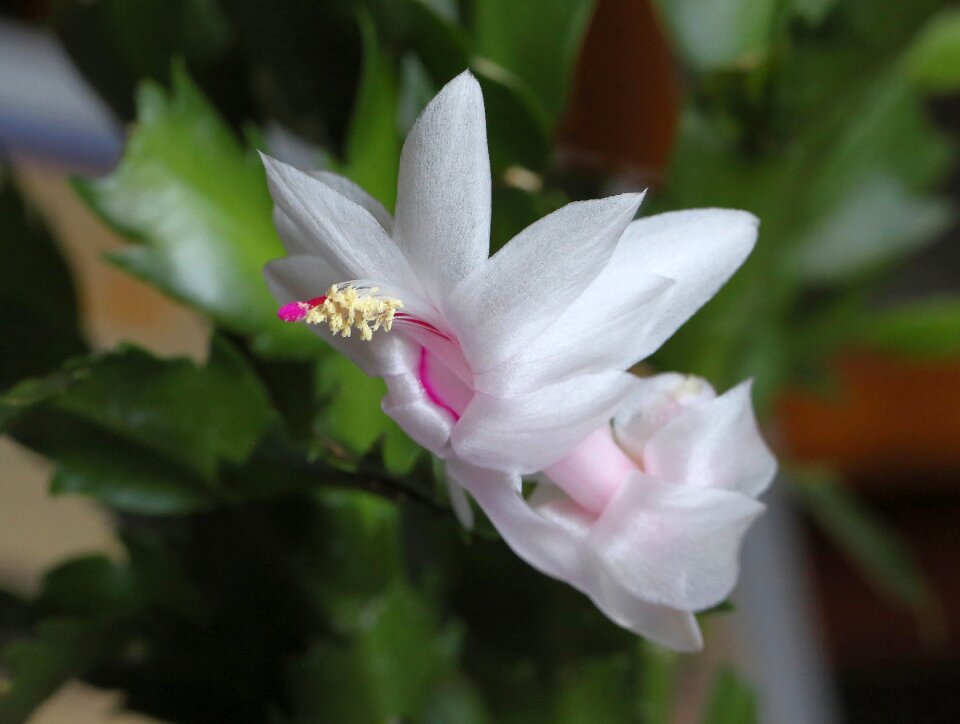 Zigokaktus decembrist white