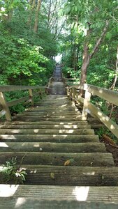 Steep down trees photo