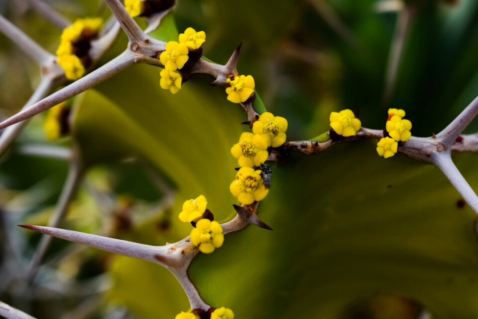 Yellow nature plant