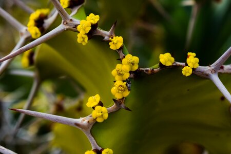 Yellow nature plant