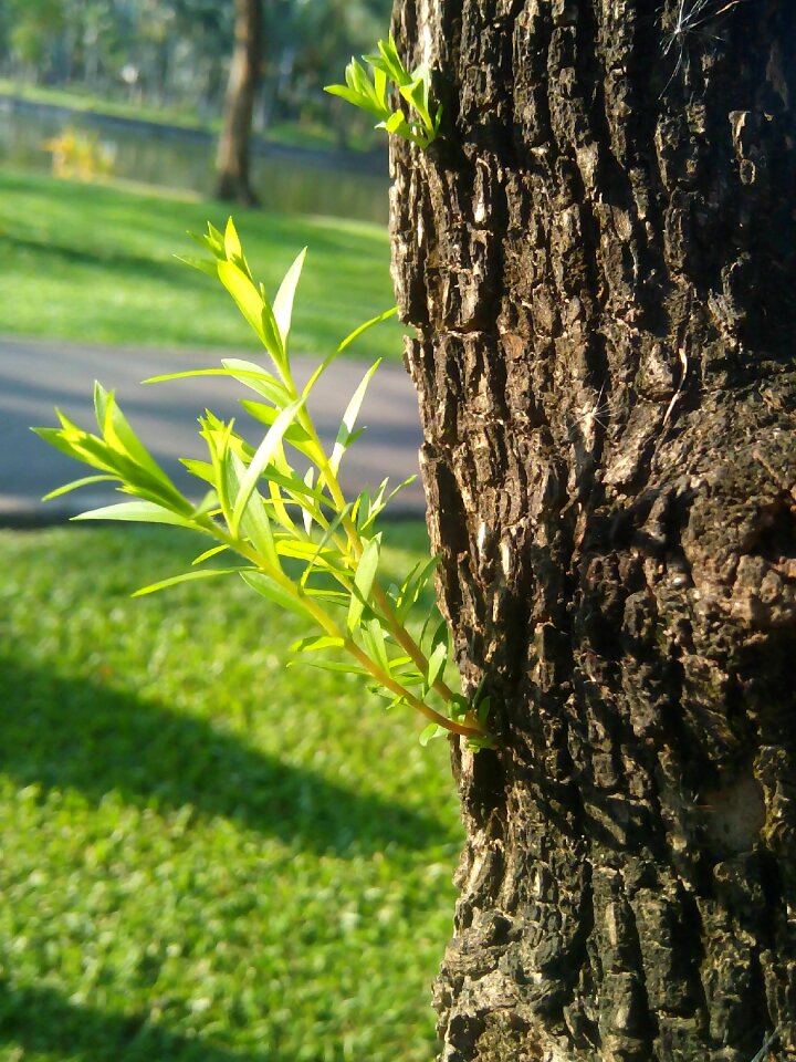 Plant growth green