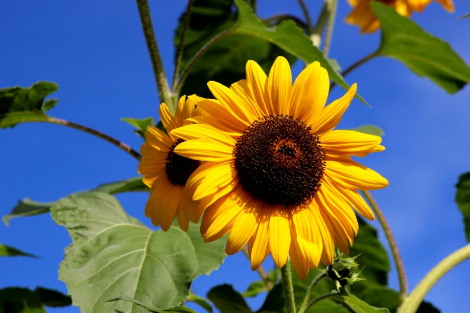 Summer sun big flower