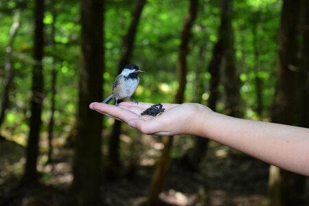 Hands forest seeds for birds