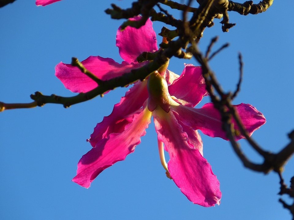Blossom bloom pink