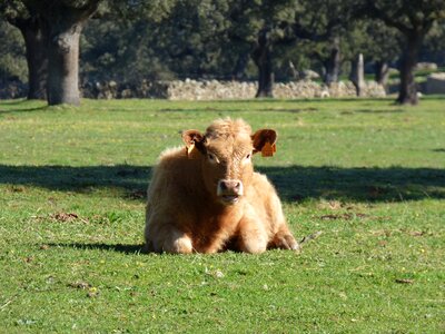 Calf farm animals photo
