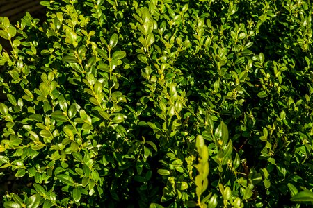 Plant leaves evergreen