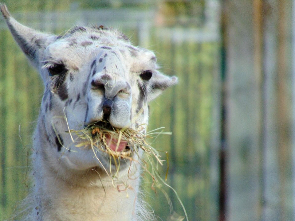 Animal head funny animals
