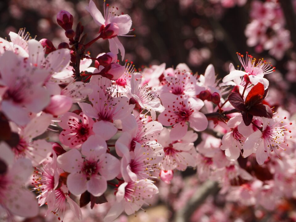 Cherry hill tree flowering