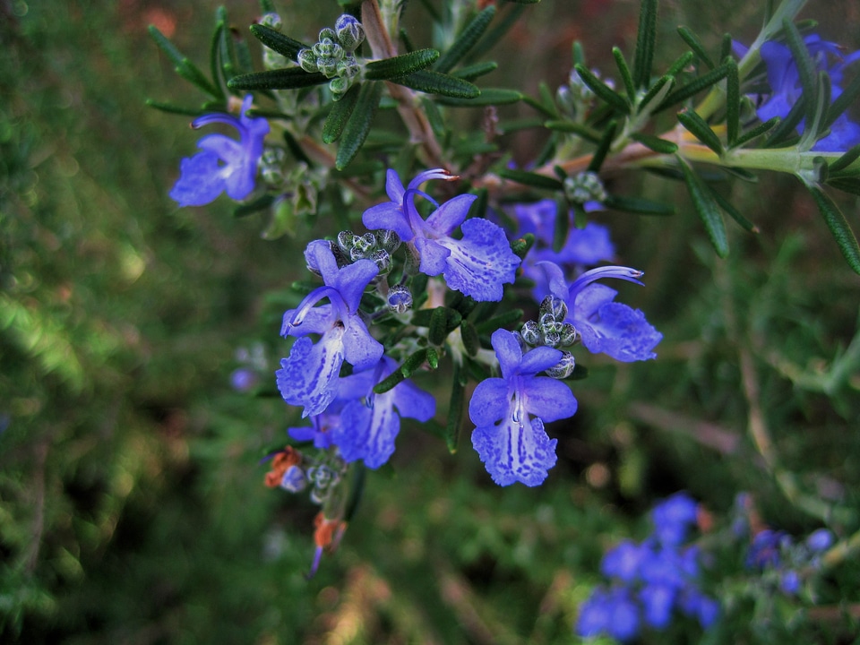 Rosemary herb green