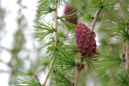 Green cone plant