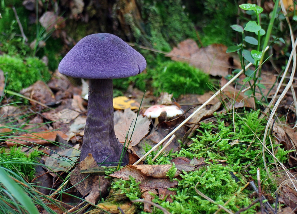 Midnight mushroom dunkelvioletter dick athlete's foot dick foot