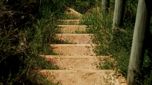 Walkway nature walk