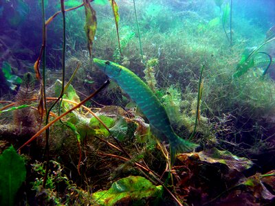 Diving underwater photo fühlinger lake in cologne germany