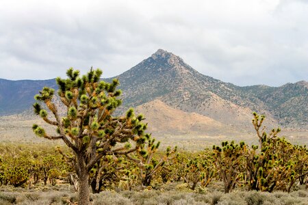 Landscape cactus nature