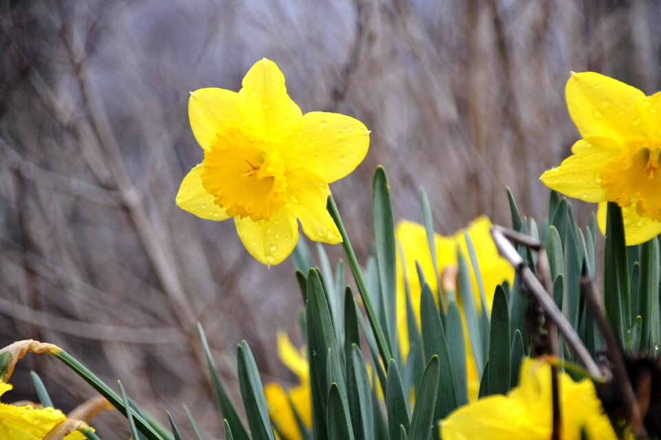Yellow flower garden