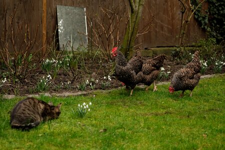 Hen animals out photo