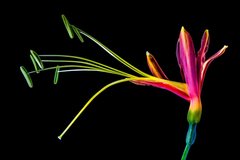 Bloom colorful cool colors
